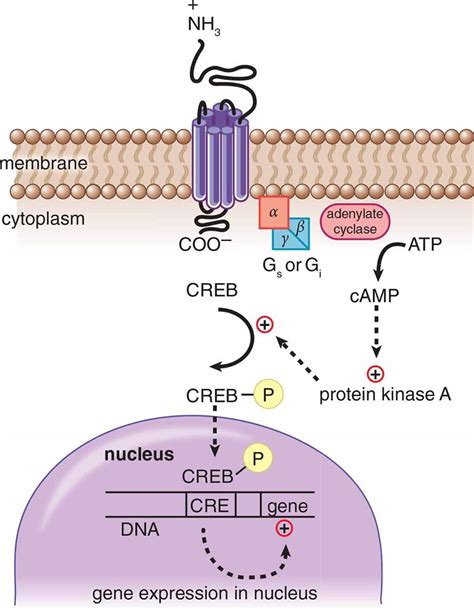 Figure 5.1. Mechanism of Action of a Peptide Hormone Peptide hormones bind to membrane-bound ...