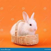Image result for Mom and Baby Rabbit