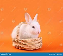 Image result for Baby Rabbit Watercolor