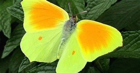 Yellow Black And Orange Butterfly at Rita Ware blog