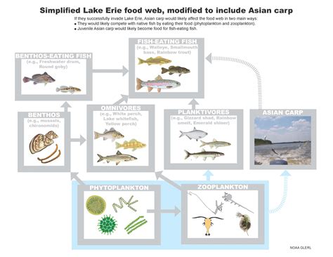 Potential Impacts of Asian Carp in Lake Erie - NCCOS - National Centers ...