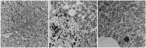 Effect of Insecticides Imidacloprid and Alpha-Cypermethrin on the ...