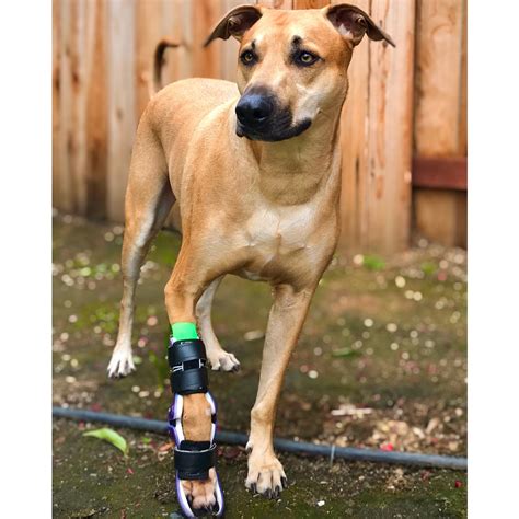 Custom Dog Wrist Brace | Carpal Dog Front Leg Brace - Animal Ortho Care