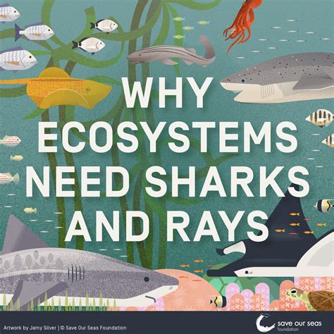Why ecosystems need sharks & rays - Save Our Seas Foundation
