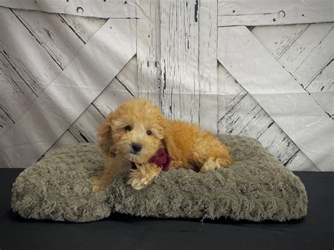 Image result for F1B Cockapoo