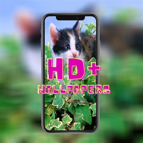 4K Kitten Wallpaper - App on Amazon Appstore