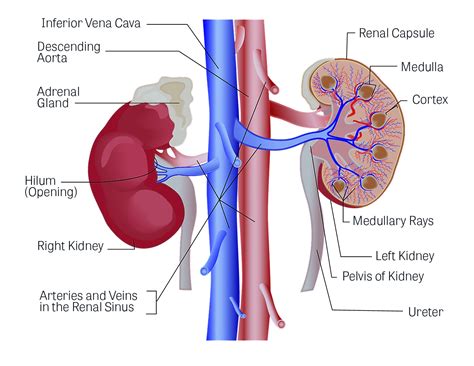 7 Habits That Harm Your Kidney - WiseLancer