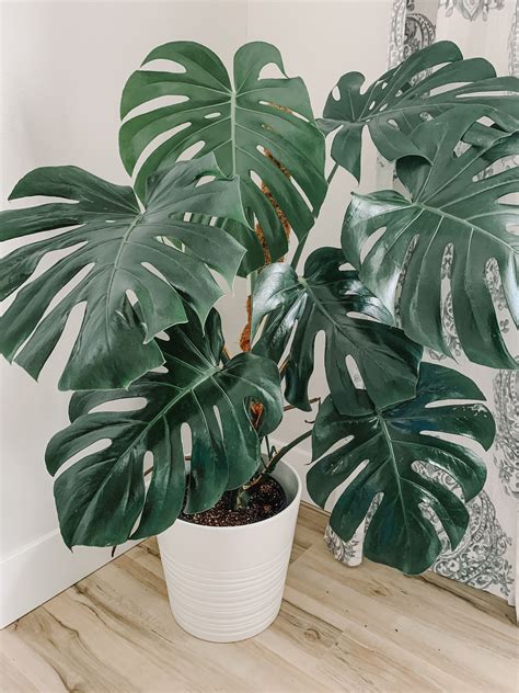 How To Plant A Monstera Plant In A Pot at Eric Cooper blog