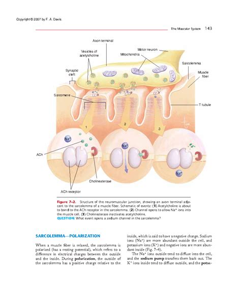 Anatomy and Physiology (17) - SARCOLEMMA—POLARIZATION When a muscle ...