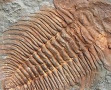Image result for Ordovician