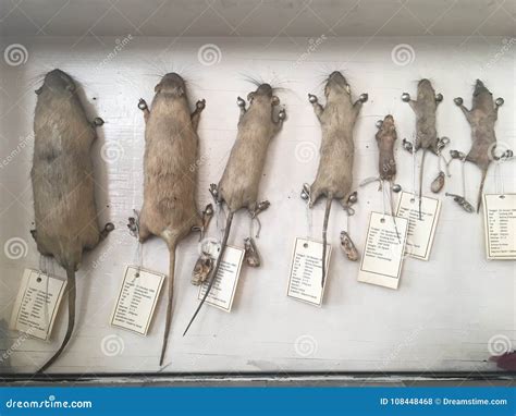 Signs A Rat Has Rabies at Kate Wylde blog