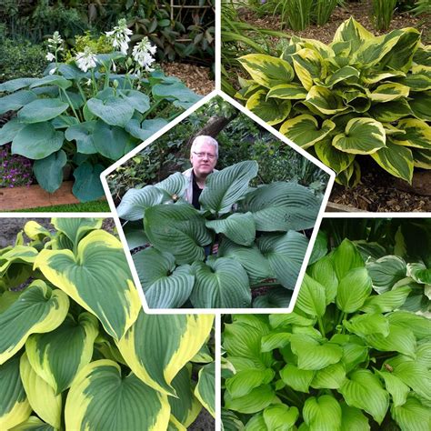 Colección de Plantas Perennes Giant Hosta, Funkia Chile | Ubuy
