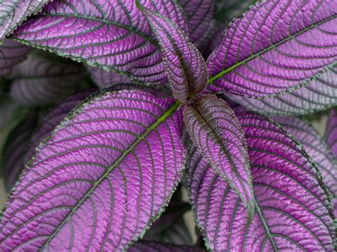 Dark Purple Leaf Plants