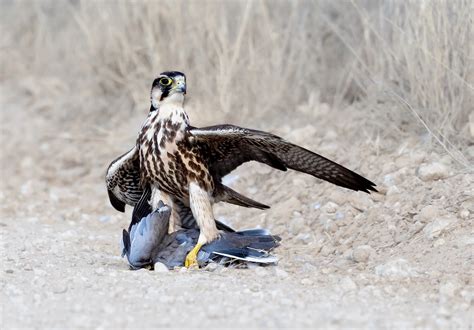 Aerial Predators of the Kalahari — Mark Booysen Photography