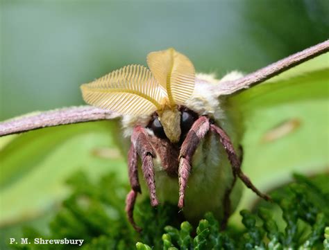 Be on the lookout for Lunas: Luna moths, Actias luna — Bug of the Week