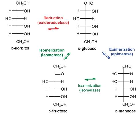 Carbohydrate Structure Overview - Creative Biostructure