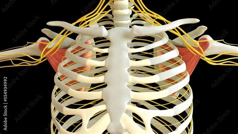 Image result for Subscapularis Muscle Function