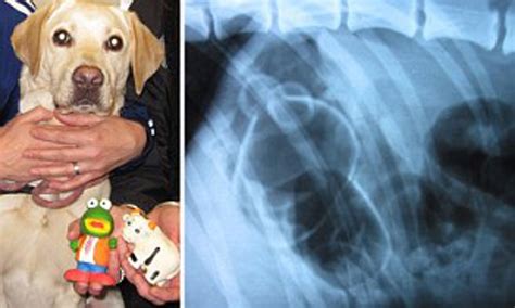 How Much Does It Cost To Xray A Dogs Stomach