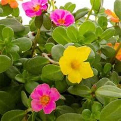 Lowe's Multicolor Purslane in 1-Gallon Planter 3-Pack NURSERY at Lowes.com