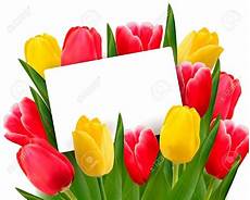 significato fiori tulipani tulipano giallo significato fiori caratteristiche significato fiori tulipani tulipano giallo significato fiori caratteristiche