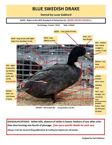 Blue Swedish Duck Blue Swedish Ducklings | Strombergs Chicks & Game