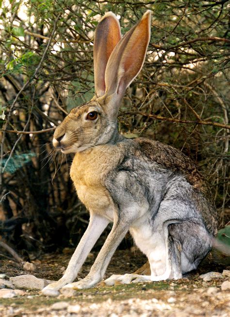Sonoran Desert Fact Sheet - Black-tailed and Antelope Jackrabbit