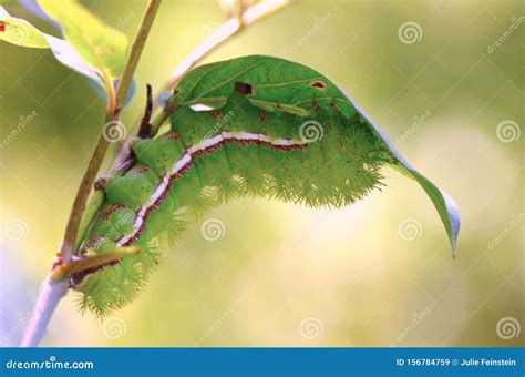 Io Moth Caterpillar stock image. Image of large, stings - 156784759