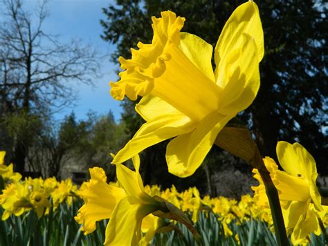 Daffodil Hill: A Colorful Paradise in Volcano, CA