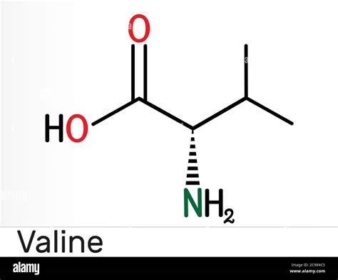Amino Acid Valine Structure at Evie Hargreaves blog