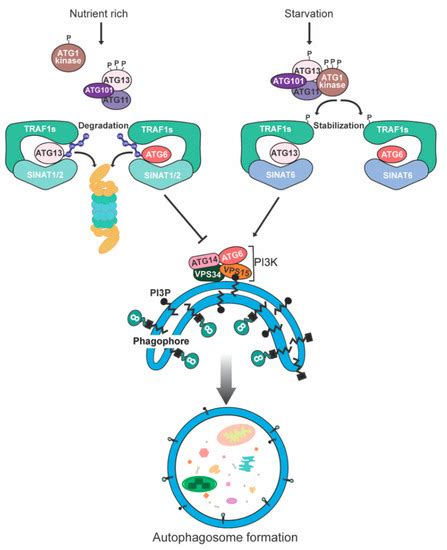 Degradation Mechanism of Autophagy-Related Proteins and Research Progress