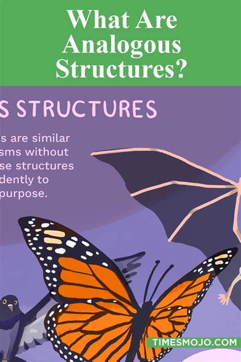 What are analogous structures? - TimesMojo