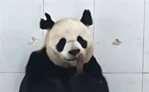 罕见棕白色大熊猫“七仔”