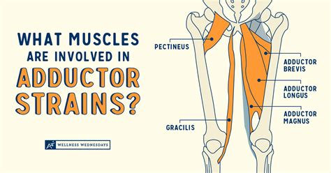 What Muscles are Involved in Adductor Strains? | Airrosti