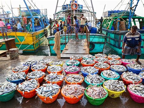 Identifying state-specific species key to boost India’s seafood exports ...