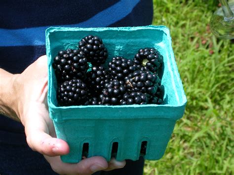 Pint of blackberries | Flickr - Photo Sharing!