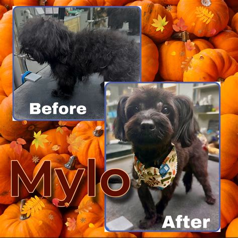 Rocky Gorge Veterinary