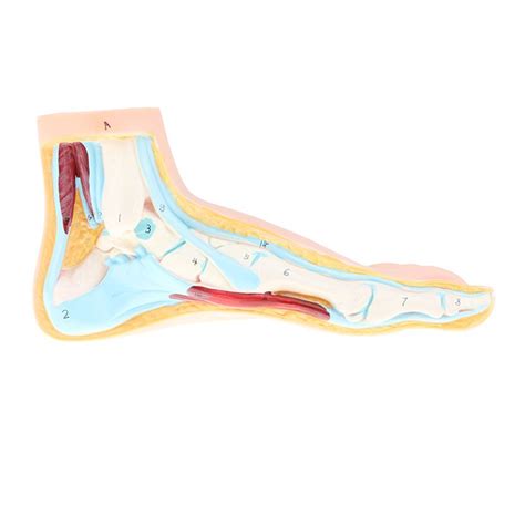 Normal Foot Model Arched Foot Skeleton Model With Ligaments Muscles ...