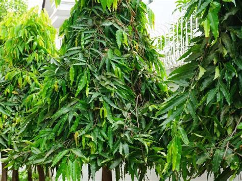 ashok tree beneficial for woman health as per ayurveda expert and know ...