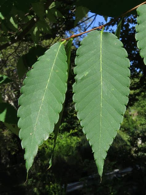 느티나무 (Zelkova serrata) - PictureThis