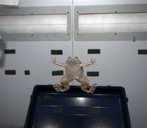 Free floating frogs | Science and Industry Museum