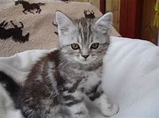kitten for sale absolutely gorgeous x kittens for sale crewe kitten for sale absolutely gorgeous x kittens for sale crewe