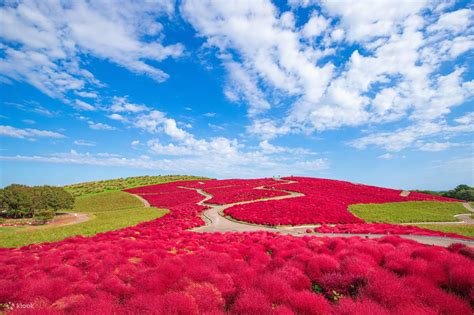 Ibaraki Flower Park × Sea Torii Gate × Hydrangea Temple × Seafood ...