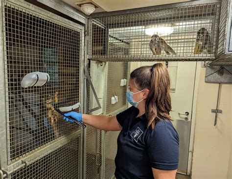 Squirrel Monkey Training at Living Links – Living Links