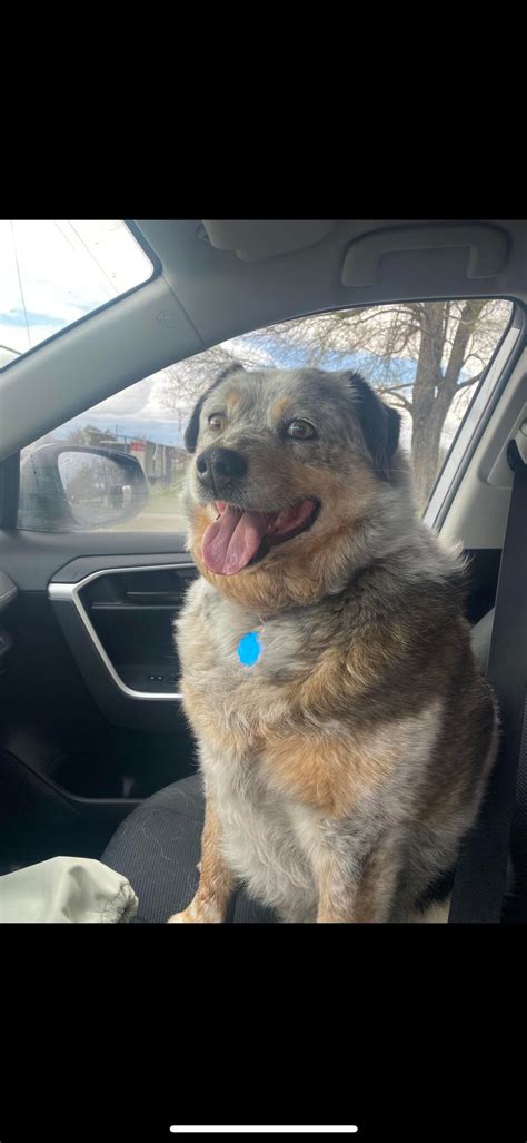 Lost dog found in West City Valley : r/SaltLakeCity
