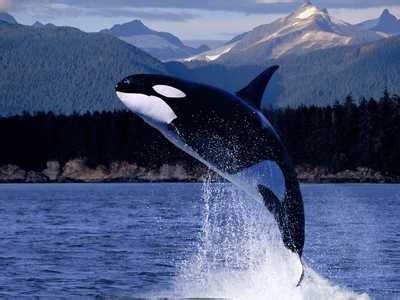 鲸鱼喷水_鲸鱼图片_鲸鱼的祖先_鹊桥吧