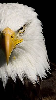 iphone black eagle wallpaper hd 88 best images about wolf eagle on iphone black eagle wallpaper hd 88 best images about wolf eagle on