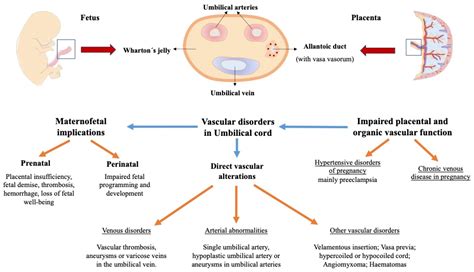 Considering the Effects and Maternofoetal Implications of Vascular ...
