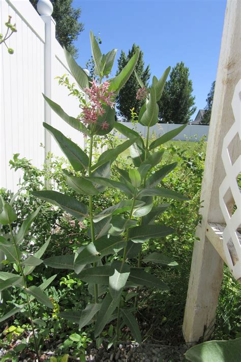 Mother Nature's Montrose Garden: Plant of the Month (July) : Showy ...