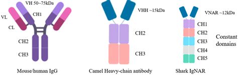Shark IgNAR: The Next Broad Application Antibody in Clinical Diagnoses ...