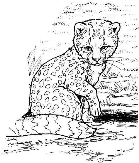 Printable Cheetah Coloring Pages